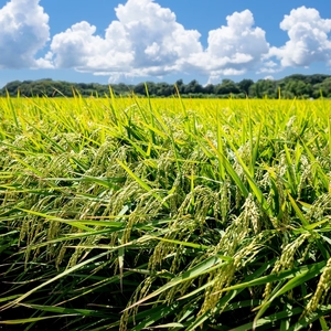 【定期便 3ヶ月】食べチョク金賞受賞 玄米 あきた栗山 大谷米 あきたこまち 10kg 3回 合計 30kg オータニファーム 令和7年産 秋田 秋田県産 能代市