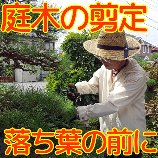 秋田県 能代市 空き家管理 庭木の剪定 故郷の庭木の枝や葉をキレイに剪定します 対象地域：能代市
