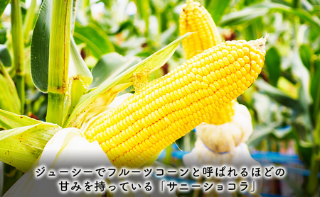 【2025年8月～発送】北海道 富良野市 とうもろこし サニーショコラ 黄色 L～2L サイズ 計3kg ふらの 野菜 トウモロコシ とうきび 数量限定 (フラノプレゼンツ)