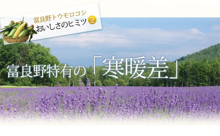 【2026年夏発送】富良野産 生で食べられる とうもろこし【恵味（めぐみ）】 2Lサイズ 5本