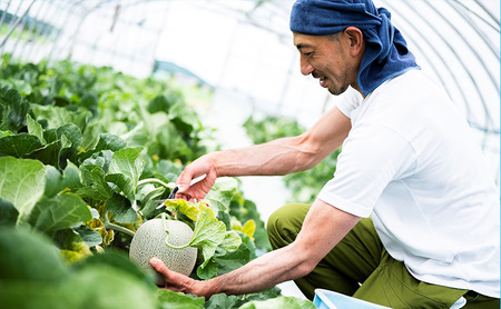 【2026年7月上旬より順次発送】ふらのメロン「陽 ～HARU～」大玉(2.3kg以上)×1玉 ( 赤肉 )( くりす農園 )