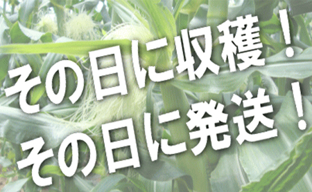 【2026年夏発送】生で食べられる！とうもろこし 富良野産 ゴールドラッシュ 5本 とうきび 野菜