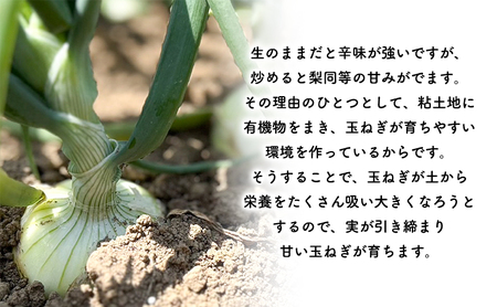 2026年秋発送 梨同等の甘さ！ジューシーで甘い玉ねぎ Lサイズ  約20kg まっくオニオン 玉ねぎ 北海道 富良野 野菜 玉葱 タマネギ