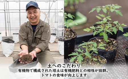 【2026年夏発送】ふらの ミニトマト 1kg(品種:ラブリーさくら)北海道 富良野市 野菜 新鮮 直送 トマト 道産 ふらの 送料無料 数量限定 先着順