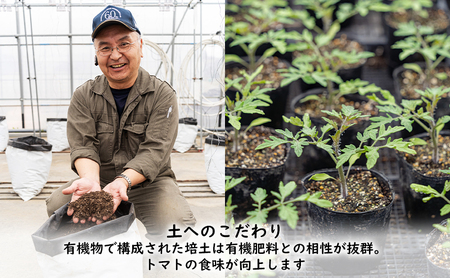 【2026年夏発送】ふらの ミニトマト 食べ比べ 各1kg×2種 計2kg(品種:ほれまる&ラブリーさくら)北海道 富良野市 野菜 新鮮 直送 トマト 道産 ふらの 送料無料 数量限定 先着順