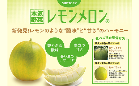 希少！数量限定先行予約 2026年発送】 レモンメロン 2Lサイズ 1玉