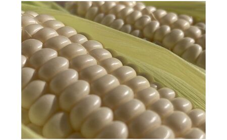 【2026年9月より順次発送】北海道富良野産白い"とうもろこし"「ホワイトショコラ」　特大12本（約5kg）