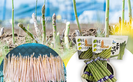 【2026年春発送】数量限定 グリーン アスパラ ホワイト アスパラ 計約1kg アスパラガス 北海道 富良野 新鮮 野菜