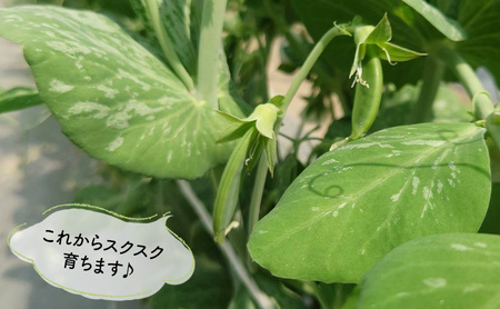 【先行予約】 2026年《収穫次第順次発送》  富良野市産 スナップえんどう 1kg 野菜 旬 新鮮 富良野 エンドウ 豆 スナックエンドウ スナップ えんどう豆 ふらの 畠山農園