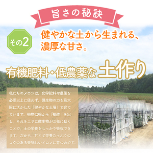【2026年夏発送】北海道 富良野 メロン Lサイズ 1.3kg以上×1玉 フルーツ 果物