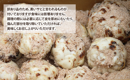 【2025年秋～発送】甘くてホクホク！北海道富良野産 訳あり ゆり根【2kg】野菜 新鮮 直送