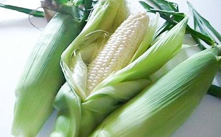 【2026年夏発送】富良野産 とうもろこし ホワイトショコラ 約6本 [近藤農園] とうもろこし コーン とうきび 野菜 新鮮 甘い 贈り物 ギフト 道産 ジューシー ふらの ブランド 夏 北海道 富良野市