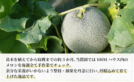 【2026年8月下旬より発送】北海道 富良野 メロン 赤肉 2玉 計約3.6kg メロン フルーツ 果物 新鮮 甘い 贈り物 ギフト 道産 ジューシー おやつ ふらの ブランド 夏  (吉田農園)