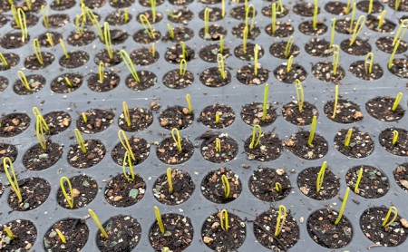 【2025年10月中旬～発送】希少！香味 野菜 ベルギーエシャロット ふらの産 約2kg 北海道 富良野市 (岡本ファームズ) 新鮮 玉ねぎ 直送 道産 ふらの 送料無料 数量限定 先着順 