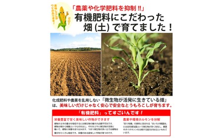 【2025年8月～発送】とうもろこし ピュアホワイト 10本 L～2Lサイズ 北海道 富良野産 生で食べられる  (スイートベジタブルファクトリー) とうもろこし とうきび コーン 野菜 新鮮 甘い ジューシー 贈り物 ギフト 道産 直送 ふらの