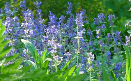 『風のガーデン』 2名様入場券  (チケット 体験 入場 券 旅行 トラベル リゾート 北海道 富良野市 ふらの)