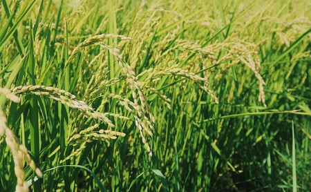 【令和7年度】北海道 富良野産 ななつぼし 減農薬 10kg 米 (山本農園) お米 ご飯 ごはん 白米 定期 送料無料 北海道 富良野市 道産 直送 ふらの