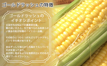 【2026年夏発送】とうもろこし ゴールドラッシュ 10本 北海道 富良野産 とうきび コーン