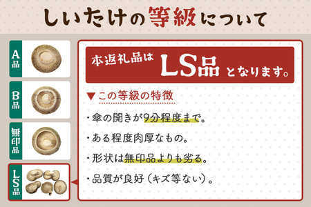 しいたけ 無印品 LS(約100g)×30パック