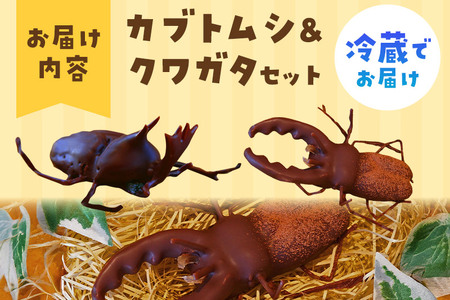 カブトムシの成虫チョコレート＆クワガタチョコレート 小松屋本店 プレゼント インスタ映え お菓子 スイーツ チョコ チョコレート ギフト