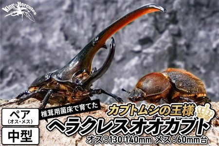 《TVで紹介されました》ヘラクレスオオカブト(成虫)ペア 中型(オス:130-140mm メス:60mm台) 飼育ケース・マニュアル付き カブトムシ