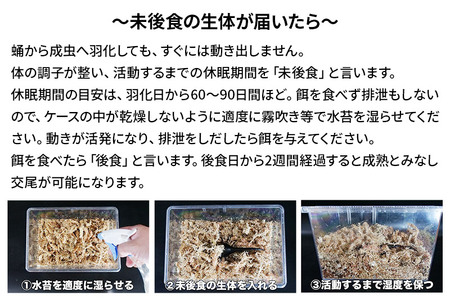 《TVで紹介されました》ヘラクレスオオカブト(成虫)ペア 中型(オス:130-140mm メス:60mm台) 飼育ケース・マニュアル付き カブトムシ