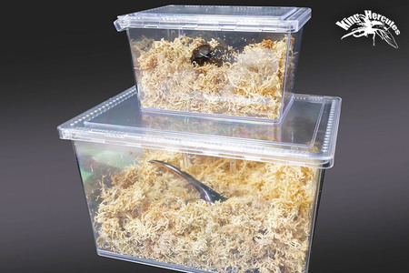 《TVで紹介されました》ヘラクレスオオカブト(成虫)ペア 中型(オス:130-140mm メス:60mm台) 飼育ケース・マニュアル付き カブトムシ