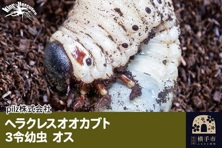 《TVで紹介されました》ヘラクレスオオカブト（3令幼虫）オス かぶとむし カブトムシ 昆虫 幼虫 生体