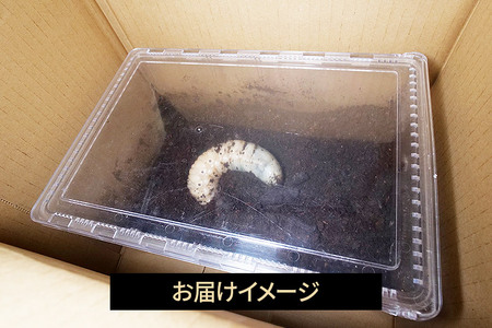 《TVで紹介されました》ヘラクレスオオカブト（3令幼虫）オス かぶとむし カブトムシ 昆虫 幼虫 生体