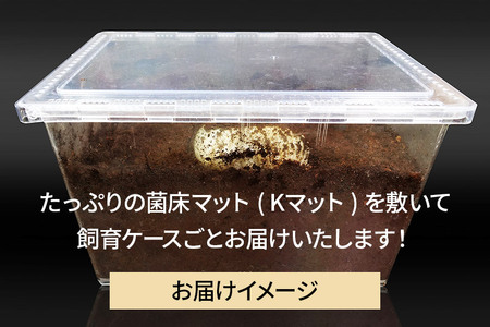 《TVで紹介されました》ヘラクレスオオカブト（3令幼虫）ペア かぶとむし カブトムシ 昆虫 幼虫 生体