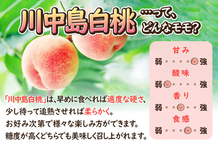 《先行受付！8月下旬より順次発送》モモの王様 川中島白桃 約3kg（9～13玉前後）