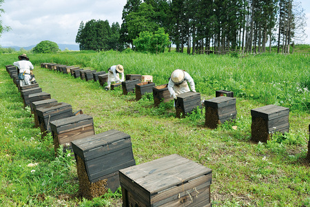 けんぽなしはちみつ 600g