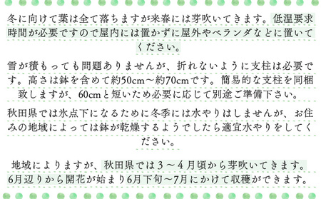 ラズベリー苗　150P7803