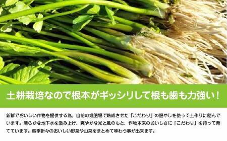 セリ 強い香りとシャキッとした歯応え 約600g 180P3202