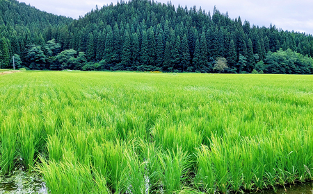 【令和7年産】あきたこまち（精米）5kg(5kg×1袋)　【75P9016】