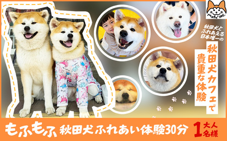 もふもふ秋田犬ふれあい体験30分 大人(中学生以上) 1名様(ふれあい10分・1ドリンク付) 【35P8401】