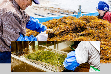 ぎばさ(あかもく) 200g×5個セット