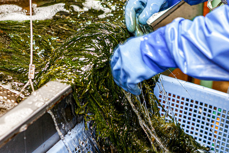 ぎばさ(あかもく) 200g×50個セット