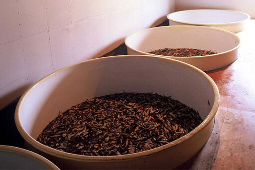 秋田しょっつる ハタハタ100% 130g×2本【簡易包装での発送】