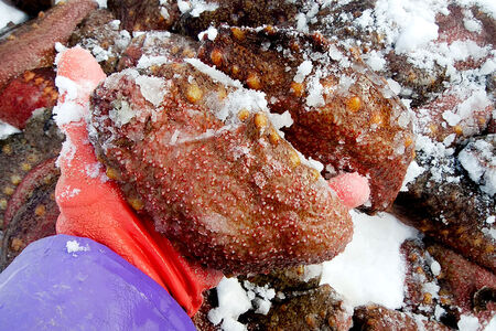 【期間限定】赤ナマコ 約1.5kg （7～10個前後） なまこ 海風丸 秋田県 男鹿市 [なまこ ナマコ 海鼠 珍味 海産]