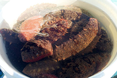 【期間限定】赤ナマコ 約1.5kg （7～10個前後） なまこ 海風丸 秋田県 男鹿市 [なまこ ナマコ 海鼠 珍味 海産]