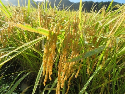 【令和5年産米】特別栽培ササニシキ　玄米　「農薬７割減」・「無化学肥料栽培」[B13501]
