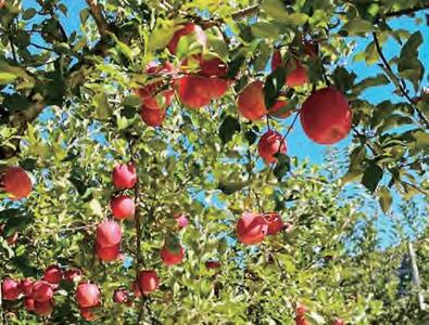 りんごジュース 20個入【まるてつ果樹園】[B4802]