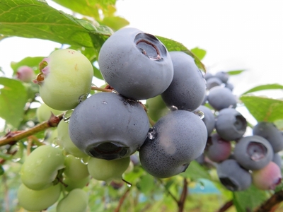 自然栽培ブルーベリーの乾燥ブルーベリー（無添加）50g×5袋[B2-13502]