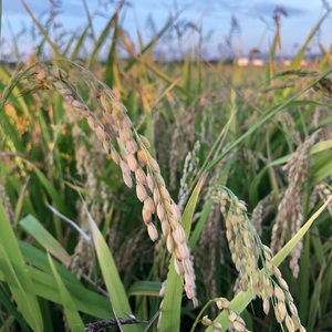 あきたこまち酵素玄米パックごはん【乳酸菌入り】【(株)鈴木又五郎商店】[H2-2301]