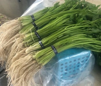 三関セリ ５束 秋田産 せり 根付き 鍋 野菜 旬 産地直送 新鮮 冬野菜 秋田名物 きりたんぽ鍋 天ぷら セリしゃぶ 伝統野菜 郷土料理【三関ゆめ蔵ぶ直売所】[M2601]