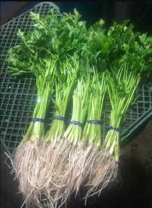 三関セリ ５束 秋田産 せり 根付き 鍋 野菜 旬 産地直送 新鮮 冬野菜 秋田名物 きりたんぽ鍋 天ぷら セリしゃぶ 伝統野菜 郷土料理【三関ゆめ蔵ぶ直売所】[M2601]