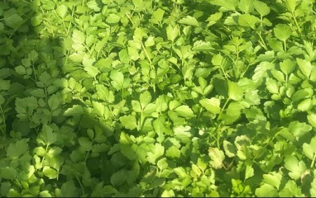 三関セリ ５束 秋田産 せり 根付き 鍋 野菜 旬 産地直送 新鮮 冬野菜 秋田名物 きりたんぽ鍋 天ぷら セリしゃぶ 伝統野菜 郷土料理【三関ゆめ蔵ぶ直売所】[M2601]