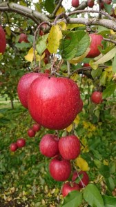 三関産ふじりんご3kg満杯詰め 三関りんご ふじりんご 秋田県産 湯沢市産 果物 フルーツ 産地直送 甘い ジューシー 旬の味覚【奥山農園】[K10401]