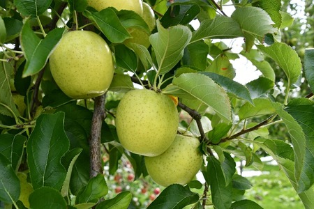 三関産りんご晩生種詰め合わせ 3kg満杯詰め 三関りんご 晩生種 りんご 詰め合わせ ふじ 王林 はるか 秋田県産 湯沢市産 果物 フルーツ 産地直送 甘い ジューシー【奥山農園】[K10402]
